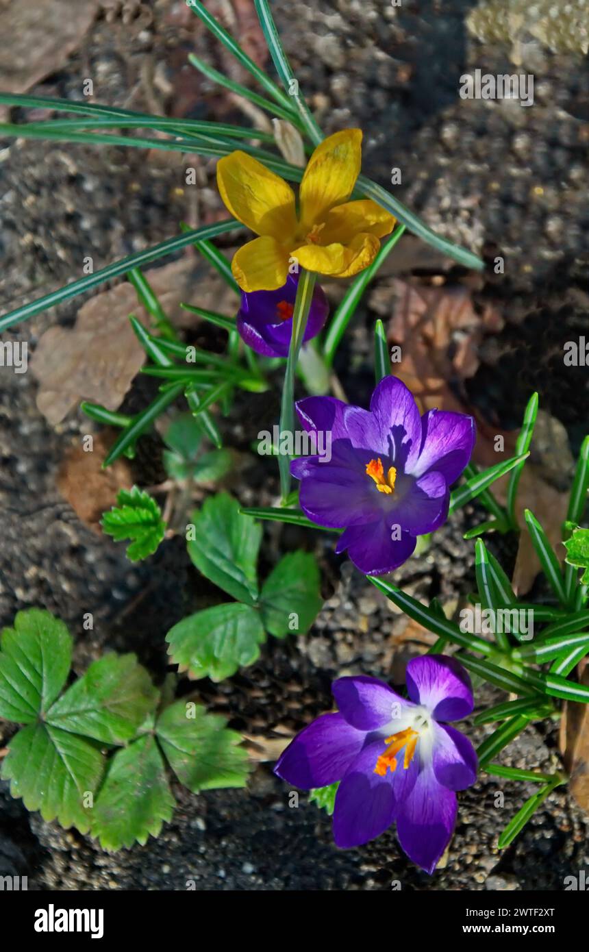 Bellissimi croci viola e giallo primaverili nel giardino di Sofia, Bulgaria Foto Stock