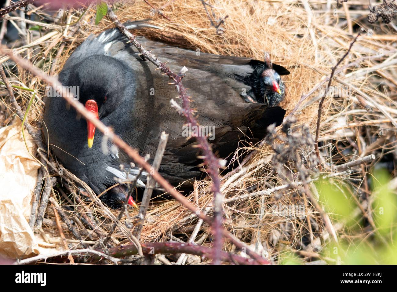 La madre di Moorhen scalda i suoi due pulcini nel nido Foto Stock