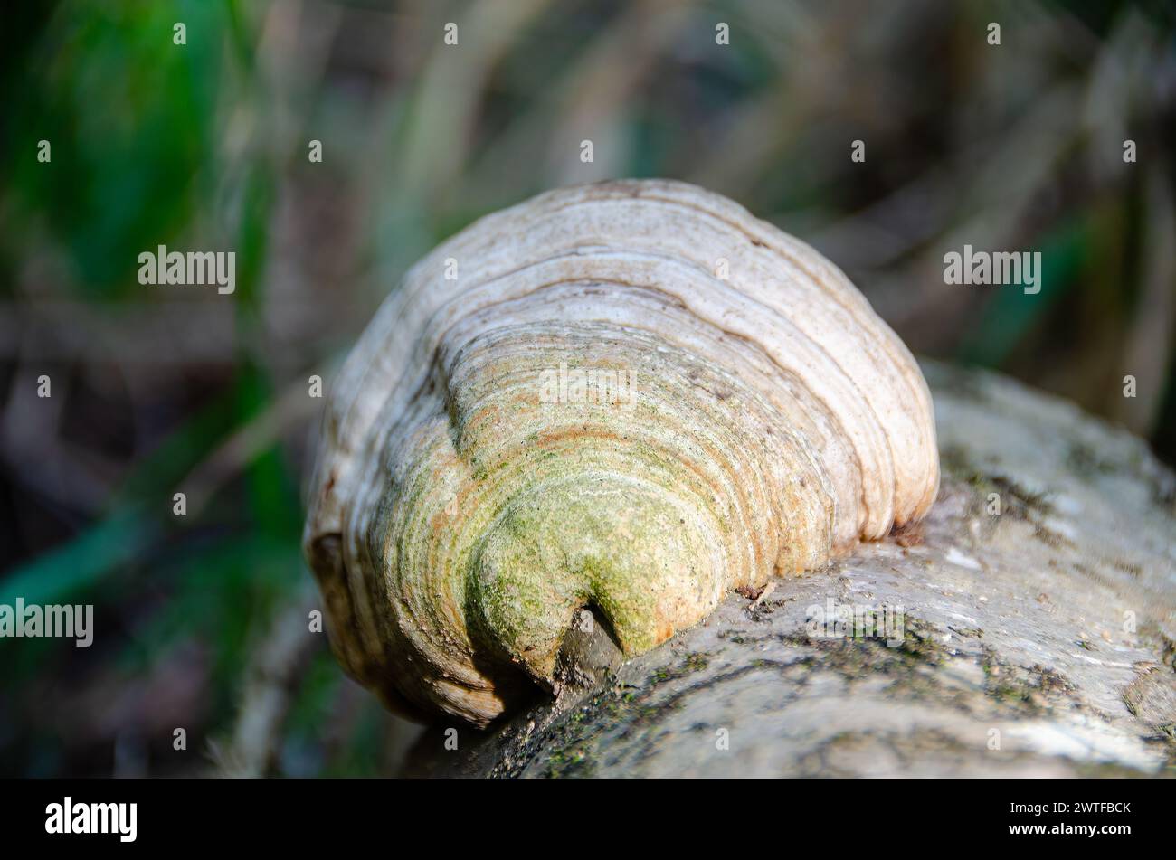 Fungo Tinder, Fomes fomentarius su un vecchio tronco di quercia adagiato nella foresta. Foto Stock