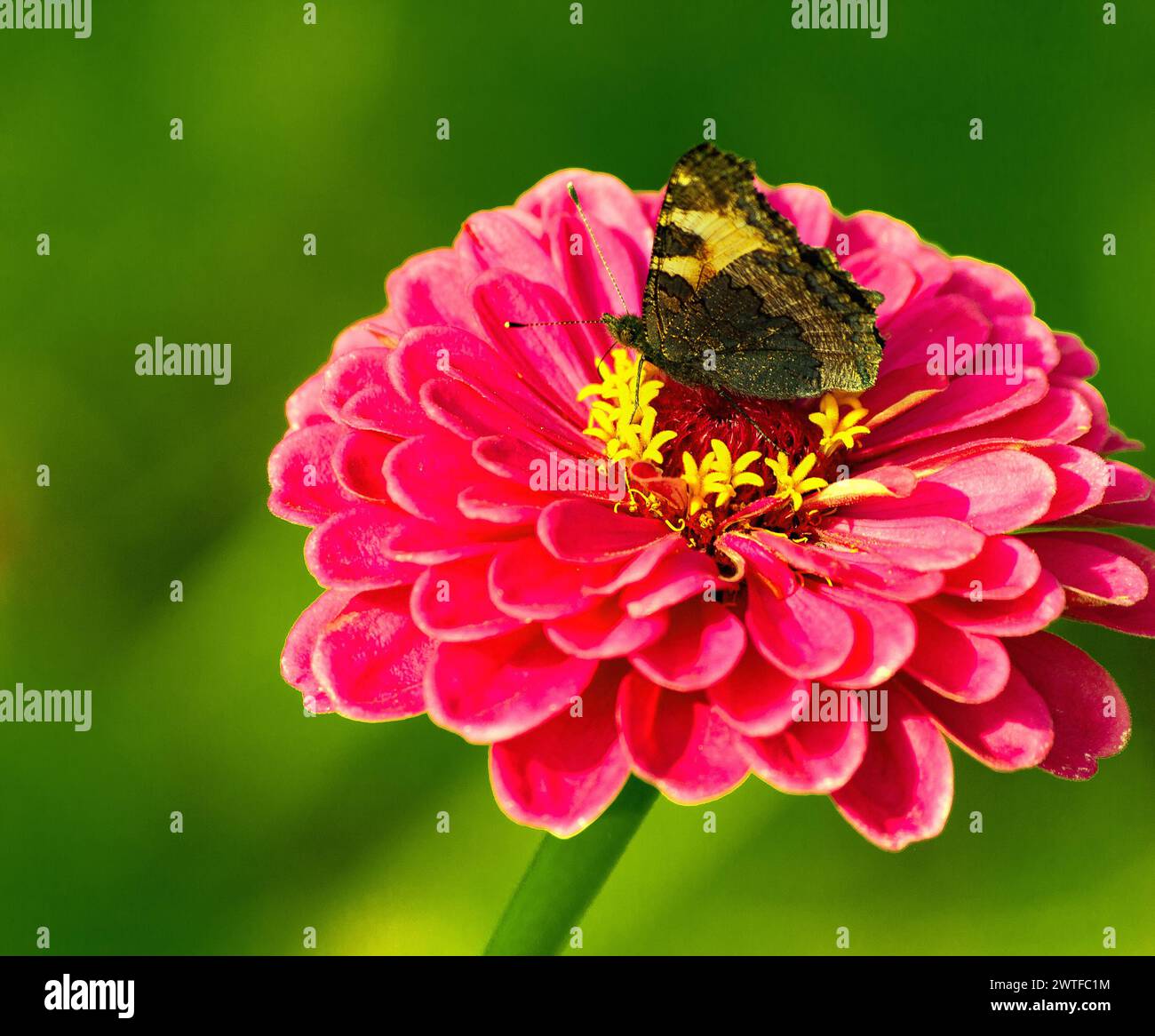 Farfalla di cioccolato sul fiore del giardino Zinnia rossa Foto Stock