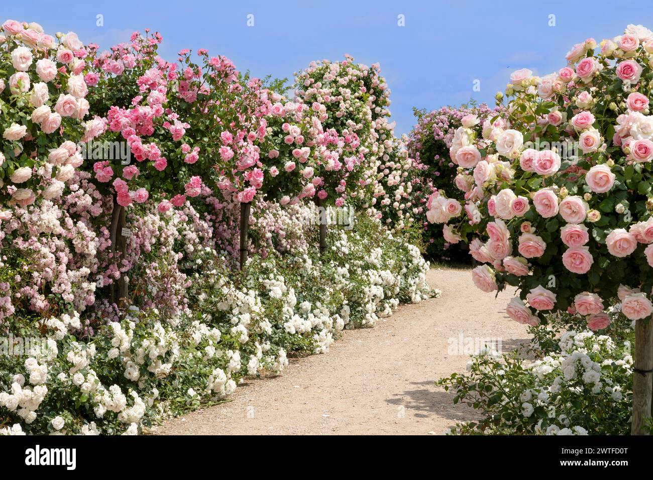 una passerella tra una varietà di cespugli di rose con colori diversi in bianco, rosa e rosso Foto Stock