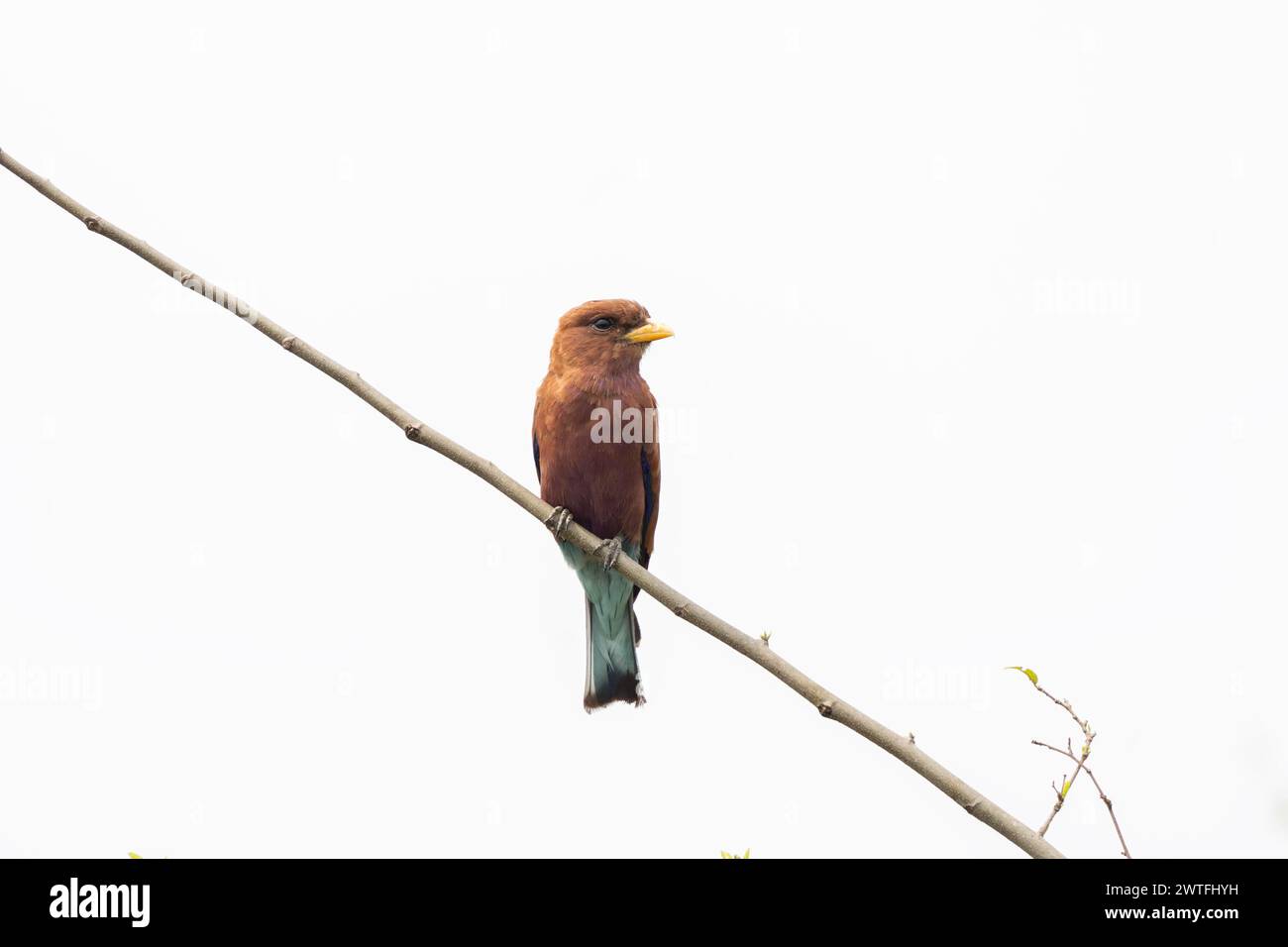 Un ampio rullo fatturato è seduto sulla filiale. Eurystomus glaucurus vicino alla riva del fiume. Safari nel parco nazionale della Regina Elisabetta. Rullo durante saf Foto Stock