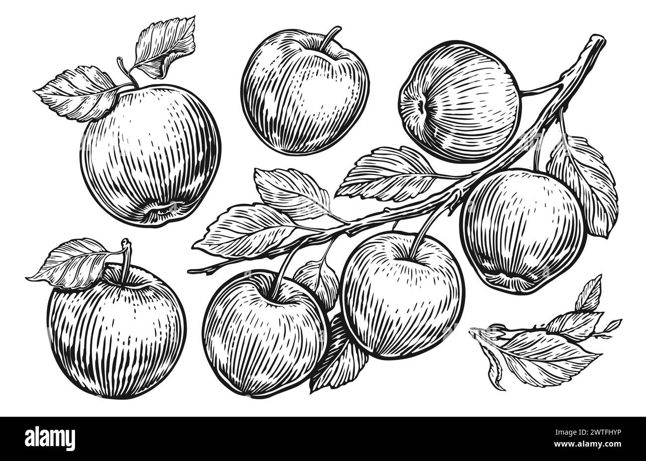 Frutta di mele, rametto con foglie. Set di mele di schizzo. Illustrazione vettoriale stile incisione disegnata a mano Illustrazione Vettoriale