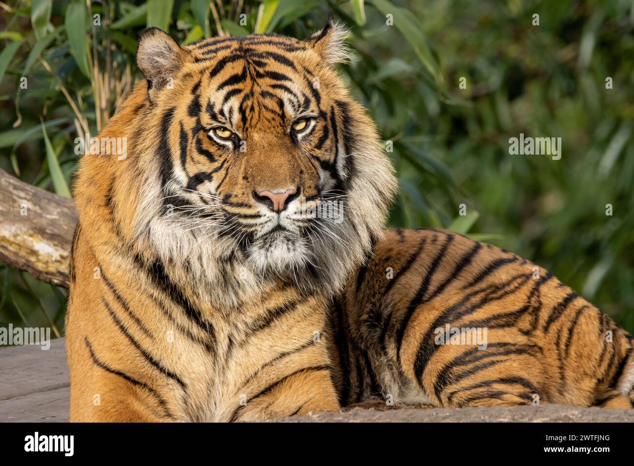 Maschio di tigre di Sumatra Foto Stock