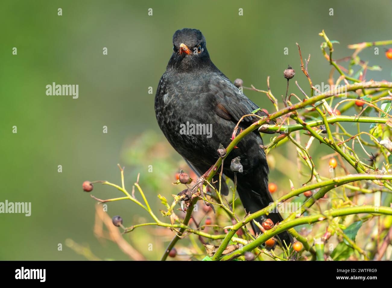 Un uccello maschio (turdus merula) appollaiato nel cespuglio delle rose tra le anche Foto Stock