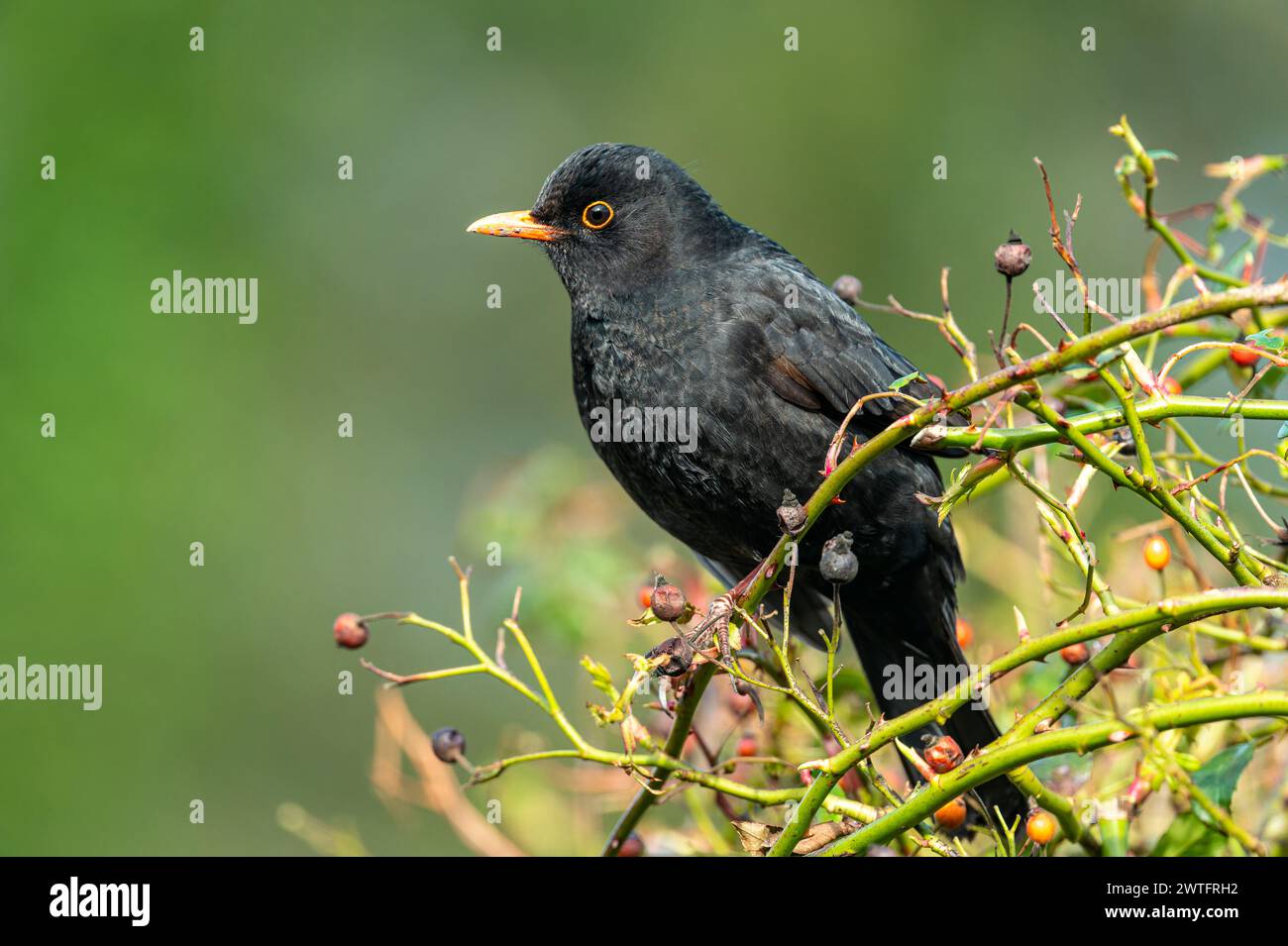 Un uccello maschio (turdus merula) appollaiato nel cespuglio delle rose tra le anche Foto Stock