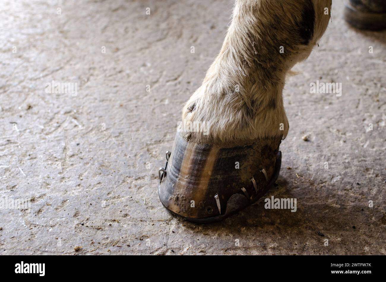 zoccolo di cavallo con un nuovissimo ferro di cavallo, appena montato Foto Stock