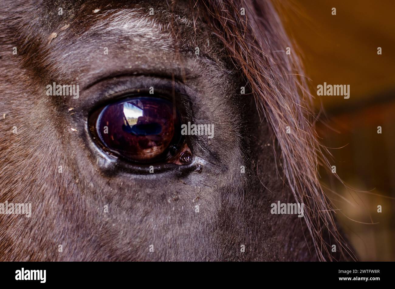primo piano, occhi di cavallo marroni nella stalla Foto Stock