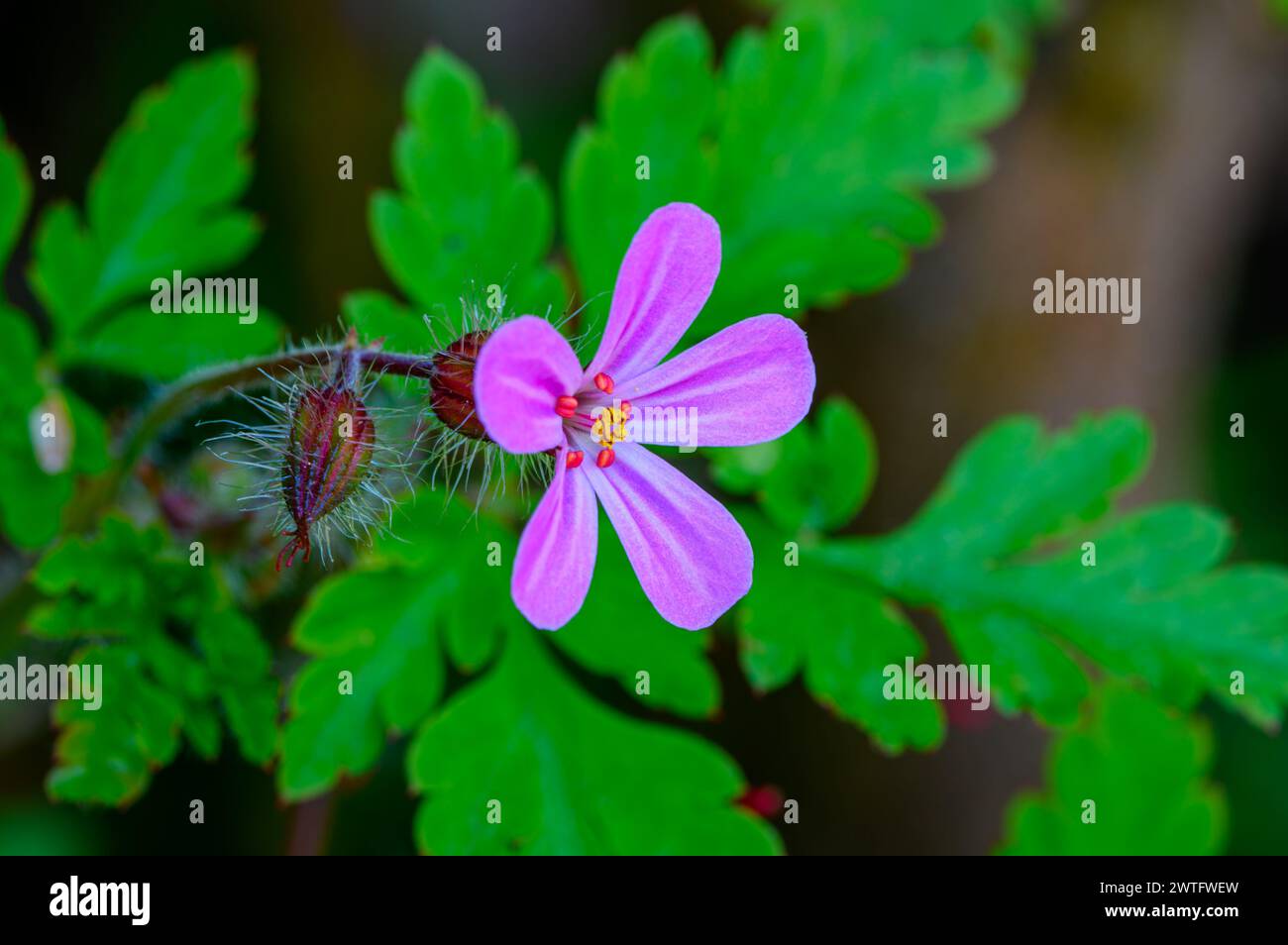 Erbe Robert (Geranium robertianum) fiori e gemme Foto Stock