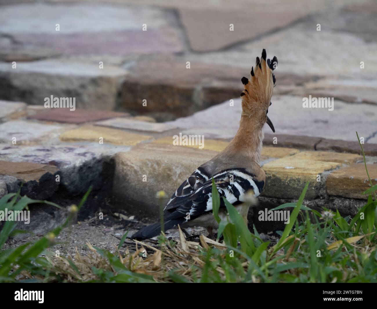 Madagascar hoopoe, Upupa marginata, le Jardin du Roy, Ranohira, Madagascar Foto Stock