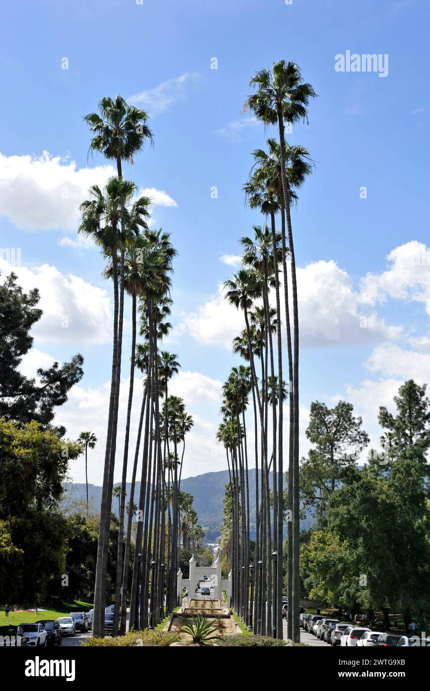 Strada fiancheggiata da palme che conduce alla Brand Library and Park di Glendale, California, USA Foto Stock