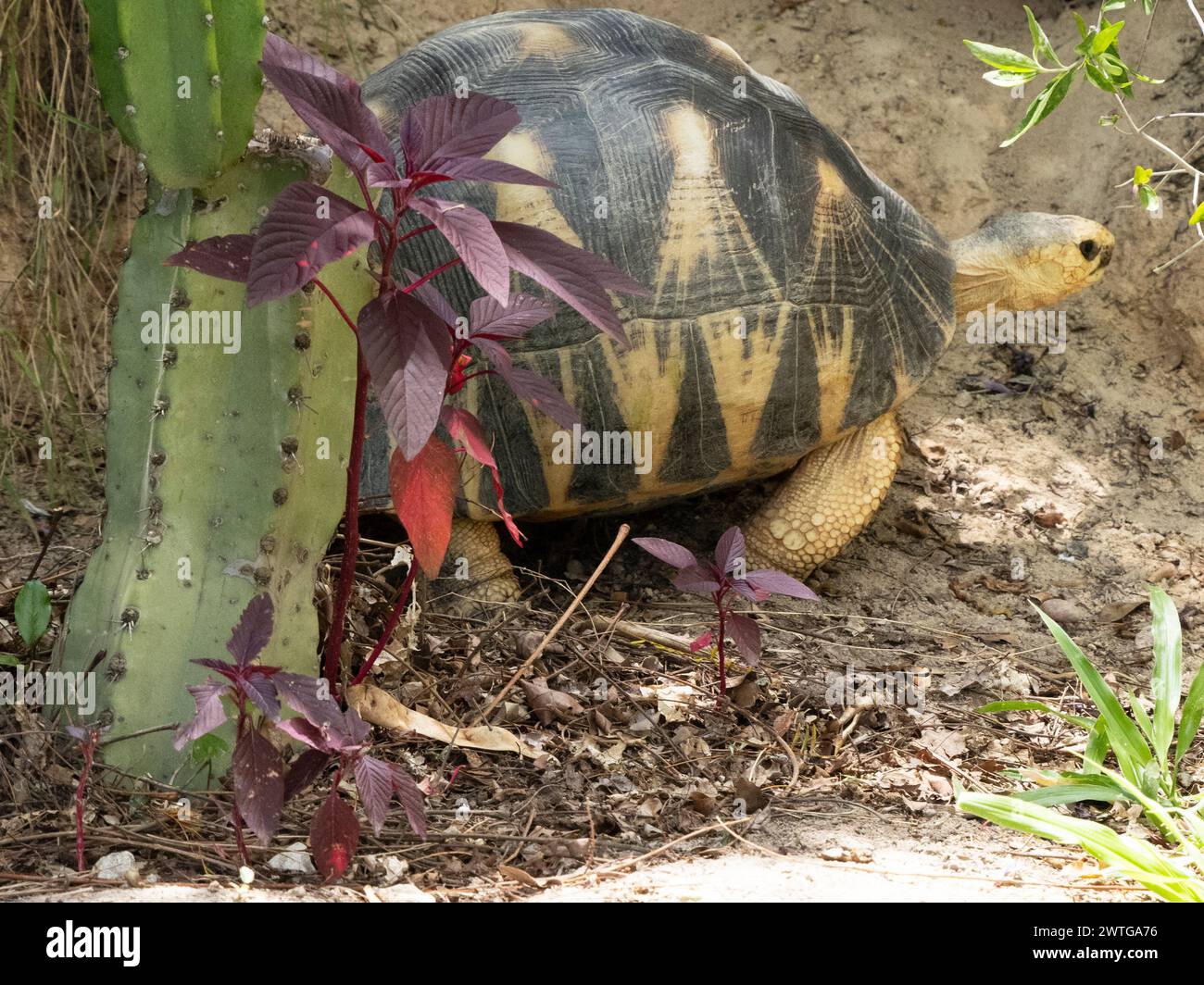 Tartaruga irradiata, Astrochelys radiata, le Jardin du Roy, Ranohira, Madagascar Foto Stock