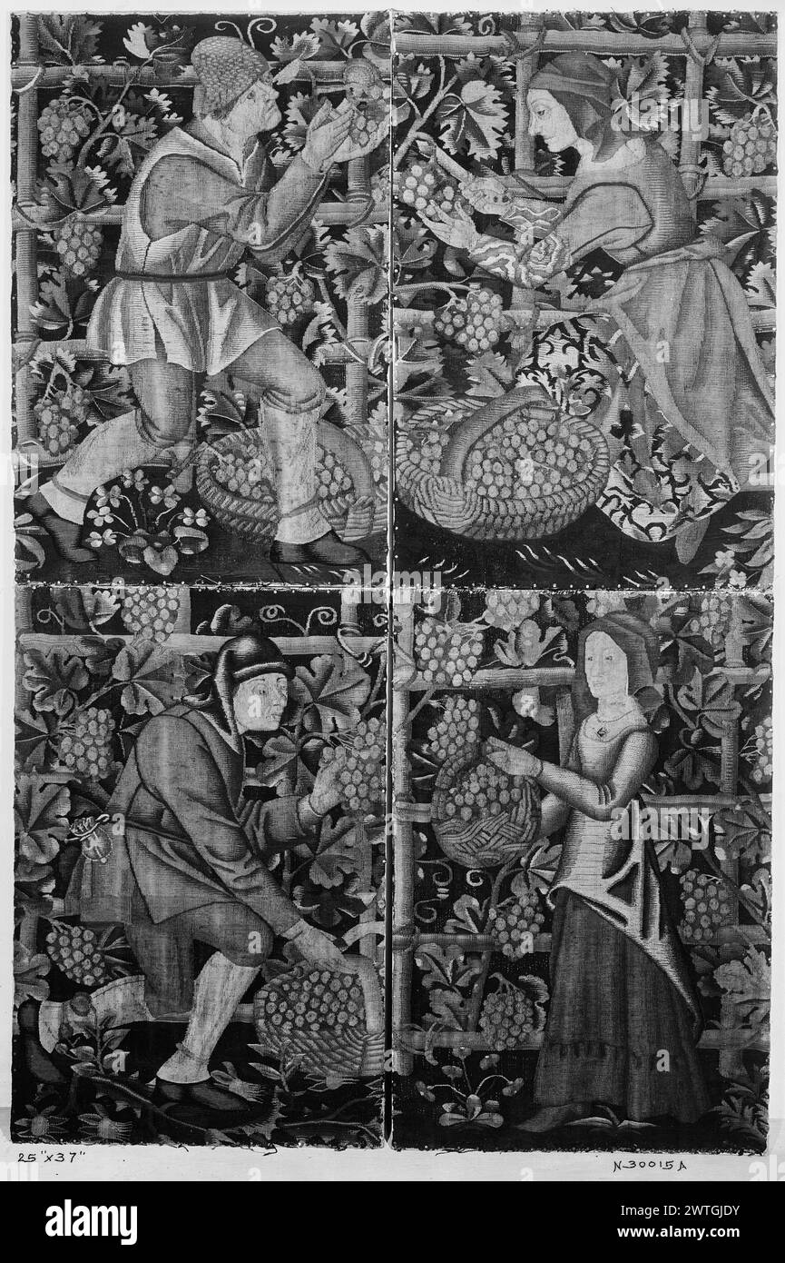 Quattro pannelli di scene d'epoca. Sconosciuto c. 1475-1550 arazzi materiali/tecniche: Sconosciuto Cultura: Paesi Bassi meridionali storia di proprietà: French & Co. Scozia, Lanark, Glasgow, Burrell Collection. 2 uomini e 2 donne che raccolgono l'uva, inginocchiati o in piedi vicino ai vigneti, riempiendo grandi cesti con uva l'ordito corre verticalmente, parallelamente all'asse verticale dello schema. Nessun foglio di stock French & Co. In archivio, nessun numero di stock opere correlate: Arazzi stilisticamente correlati, 6 pannelli, Glasgow, Burrell Collection Foto Stock