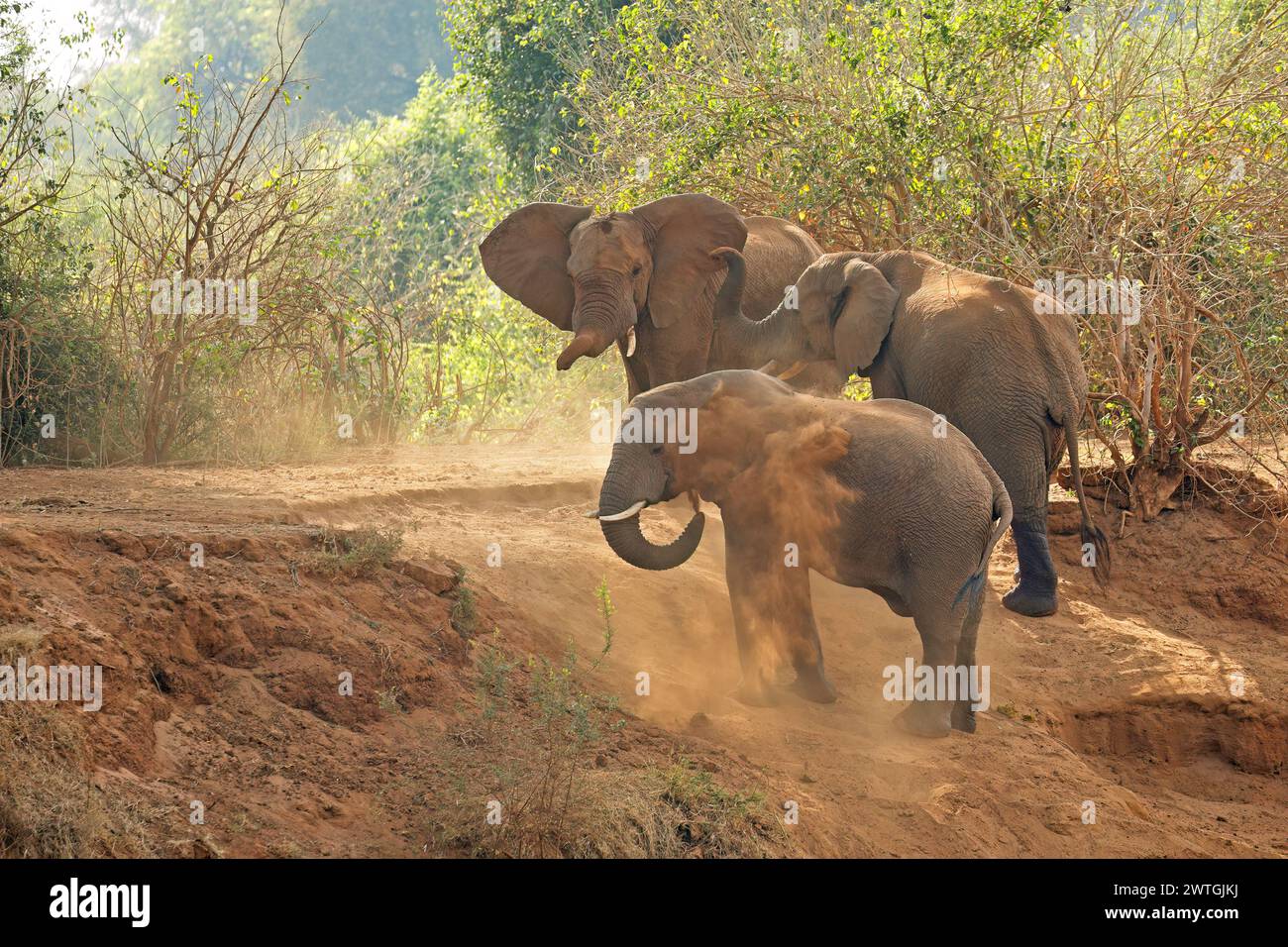 Grandi elefanti toro africani (Loxodonta africana) che fanno un bagno di polvere, Parco Nazionale di Kruger, Sudafrica Foto Stock