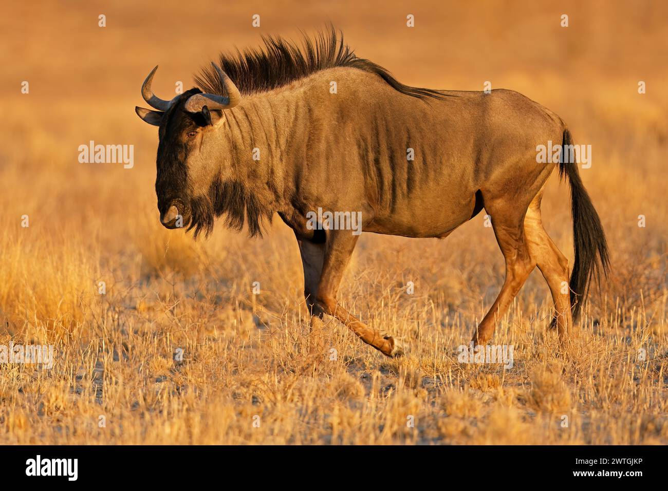 Un GNU blu (Connochaetes taurinus) che cammina alla luce del tardo pomeriggio, nel deserto del Kalahari, in Sudafrica Foto Stock