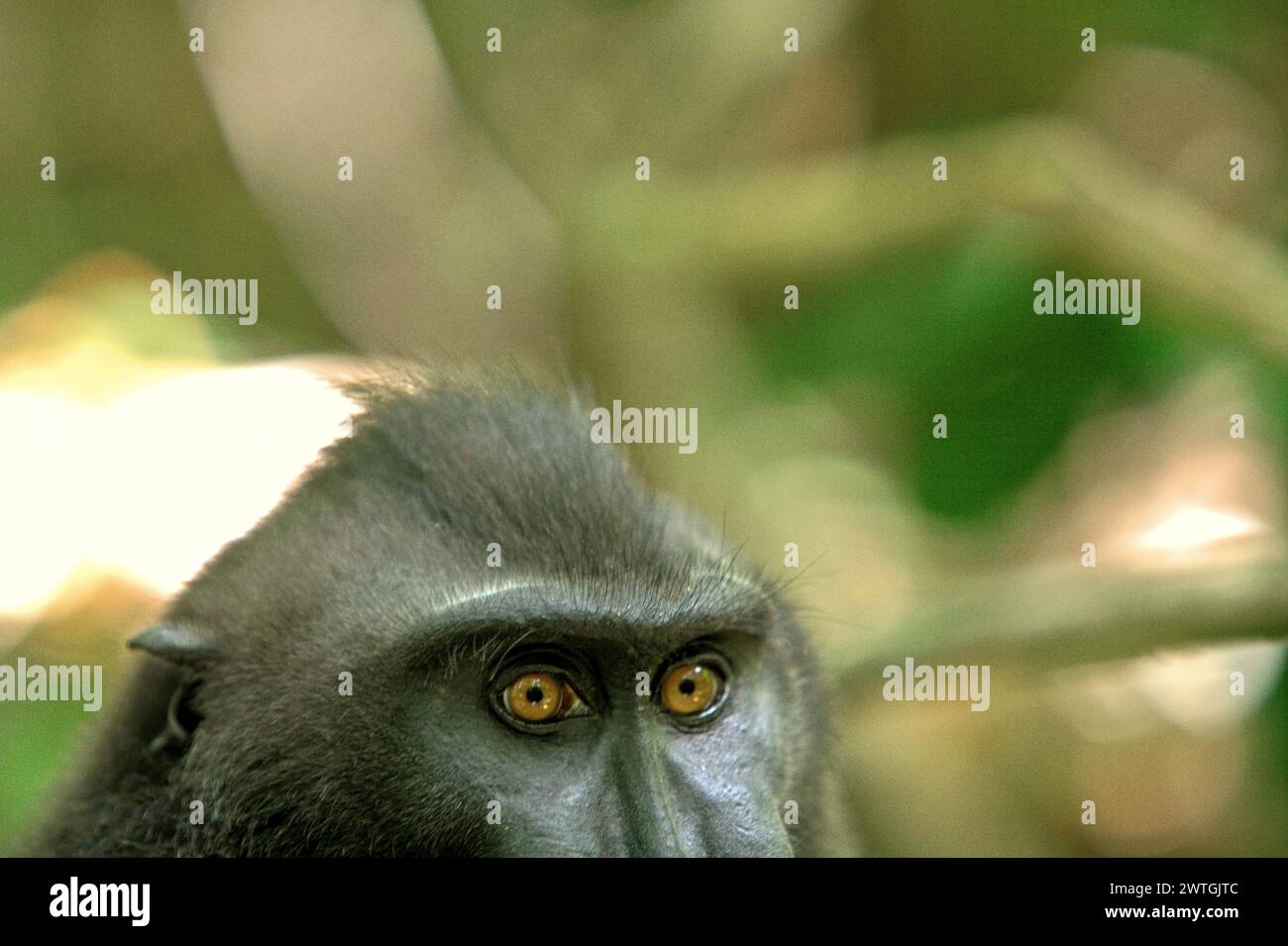 Gli occhi di un macaco nero crestato (Macaca nigra) sono fotografati mentre si riposa sul pavimento della foresta pluviale di pianura nella riserva naturale di Tangkoko, Indonesia. Un rapporto di un team di scienziati guidati da Marine Joly, basato su una ricerca condotta dal 2012 al 2020, ha rivelato che la temperatura aumenta fino a 0,2 gradi Celsius all'anno nella foresta di Tangkoko, e anche l'abbondanza complessiva di frutta è diminuita. "Gran parte della percezione pubblica degli effetti della crisi climatica è legata a scenari calcolati per il 2050 e oltre. Eppure gli effetti della crisi climatica sono attuali e... Foto Stock