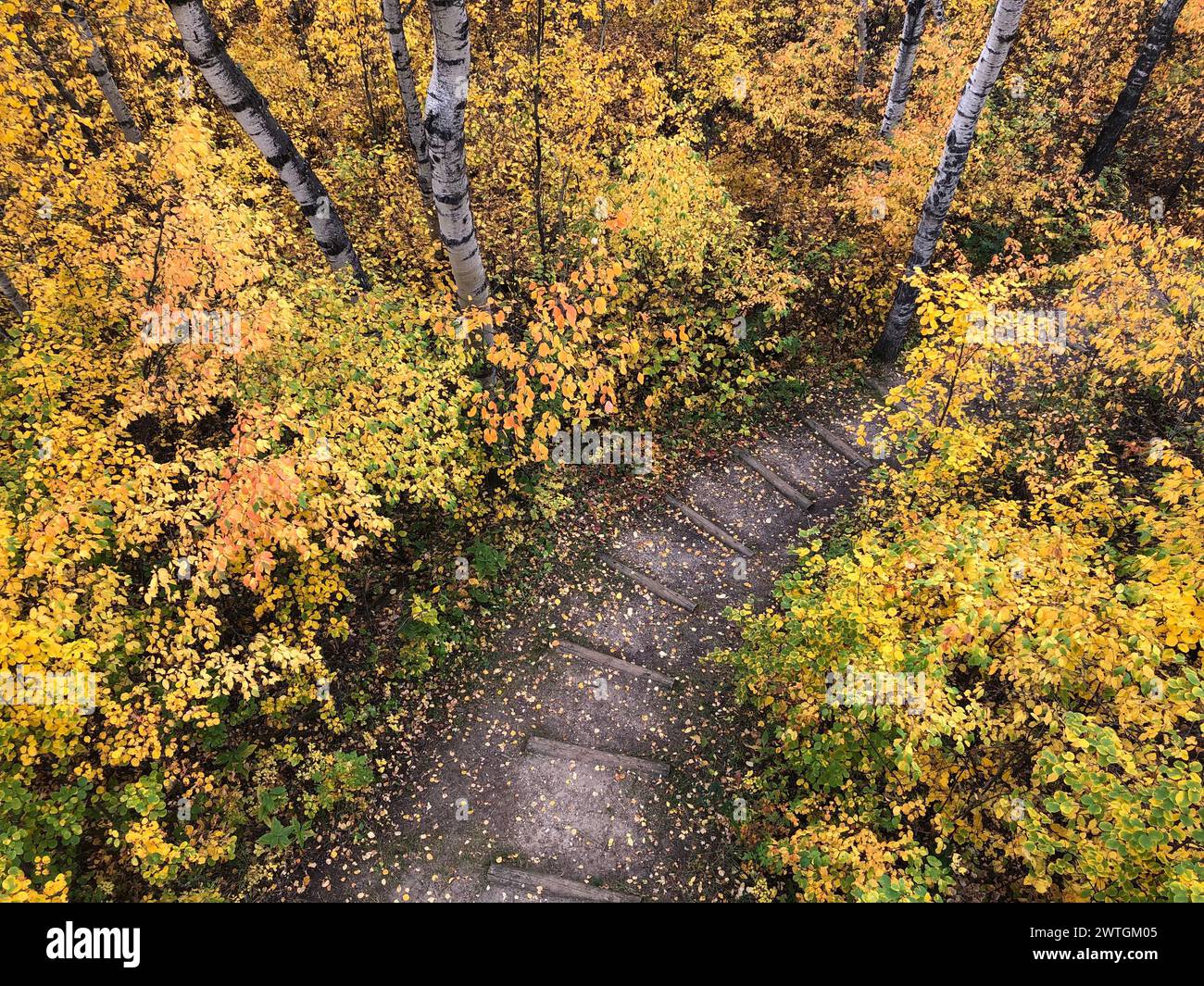 Vista aerea degli alberi autunnali con fogliame dorato Foto Stock