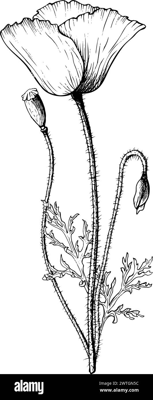 Composizione grafica di fiori papaveri con fioriere, boccioli e semi. Illustrazione vettoriale in stile contorno. Schizzo monocromatico. Illustrazione Vettoriale
