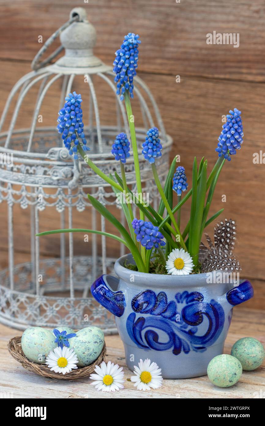sistemazione pasquale con giacinti d'uva, uova di quaglia e gabbia d'annata per uccelli Foto Stock