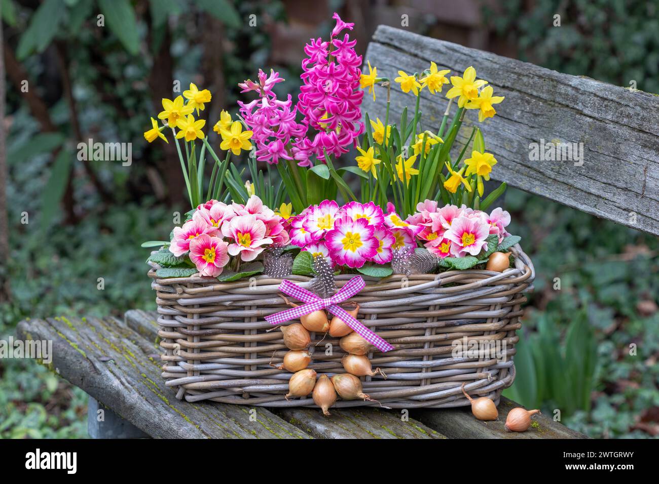 primrose rosa, fiori di giacinto e narciso giallo in un cesto su una panchina da giardino Foto Stock