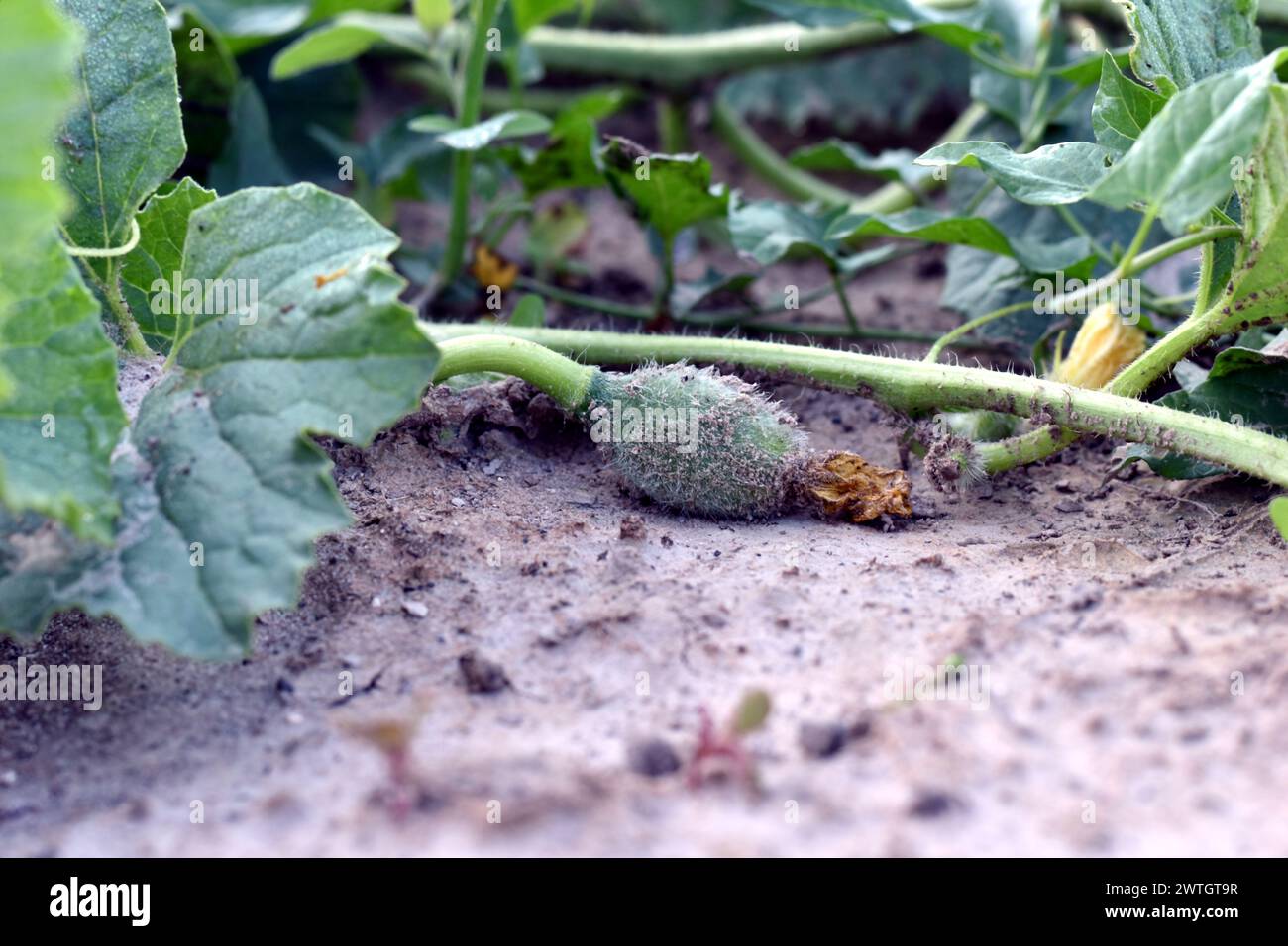 Vista di un melone incastonato sui gambi di un cespuglio che cresce nel giardino. Foto Stock