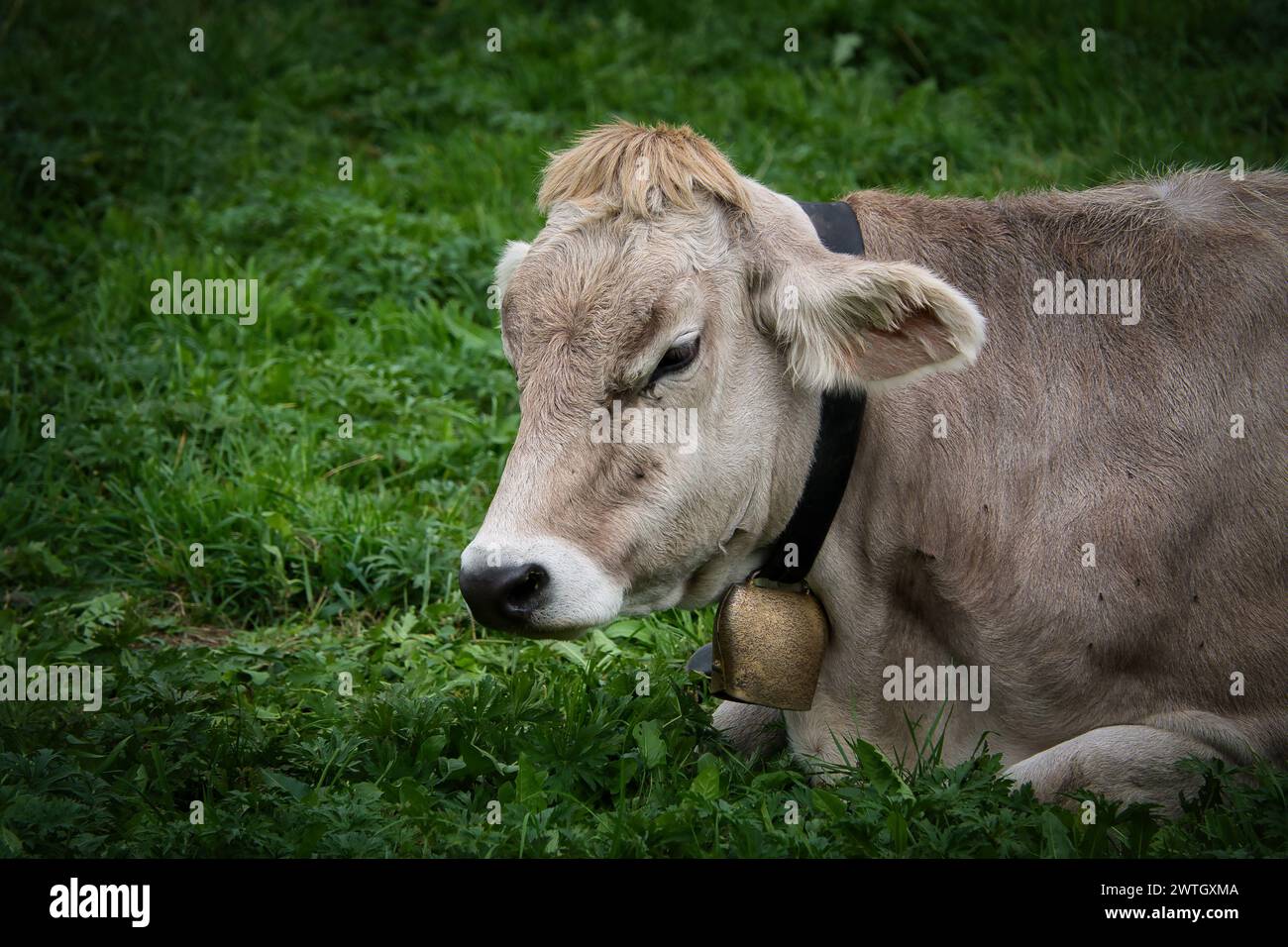 Una mucca che indossa un collare appoggiato sull'erba. Foto Stock