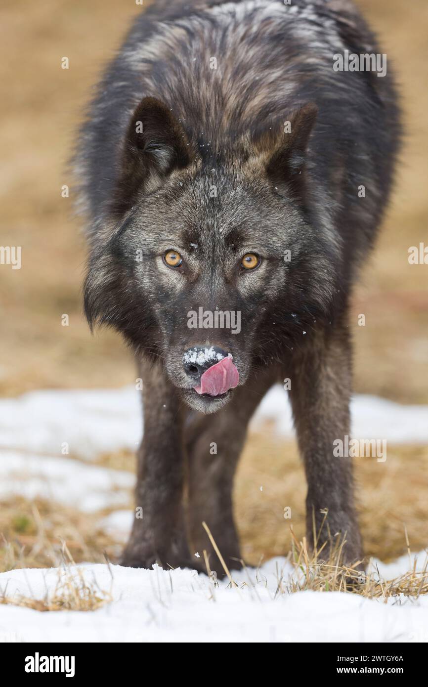 Lupo grigio Canis lupus, adulto leccare la neve dal naso, Montana, Stati Uniti, marzo Foto Stock