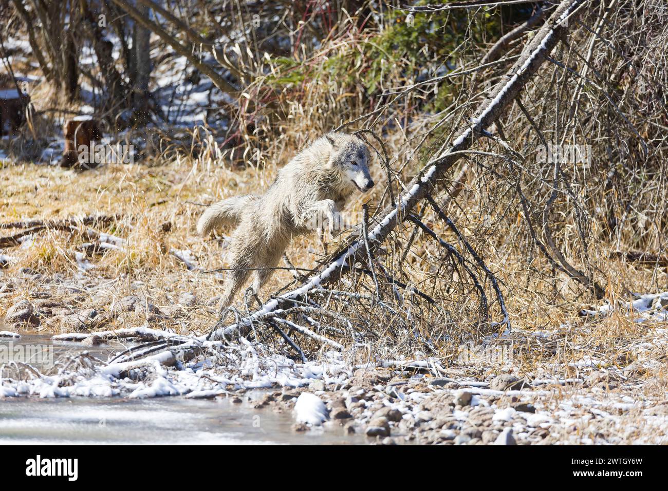 Lupo grigio Canis lupus, adulto che salta sopra l'albero caduto, Montana, Stati Uniti, marzo Foto Stock
