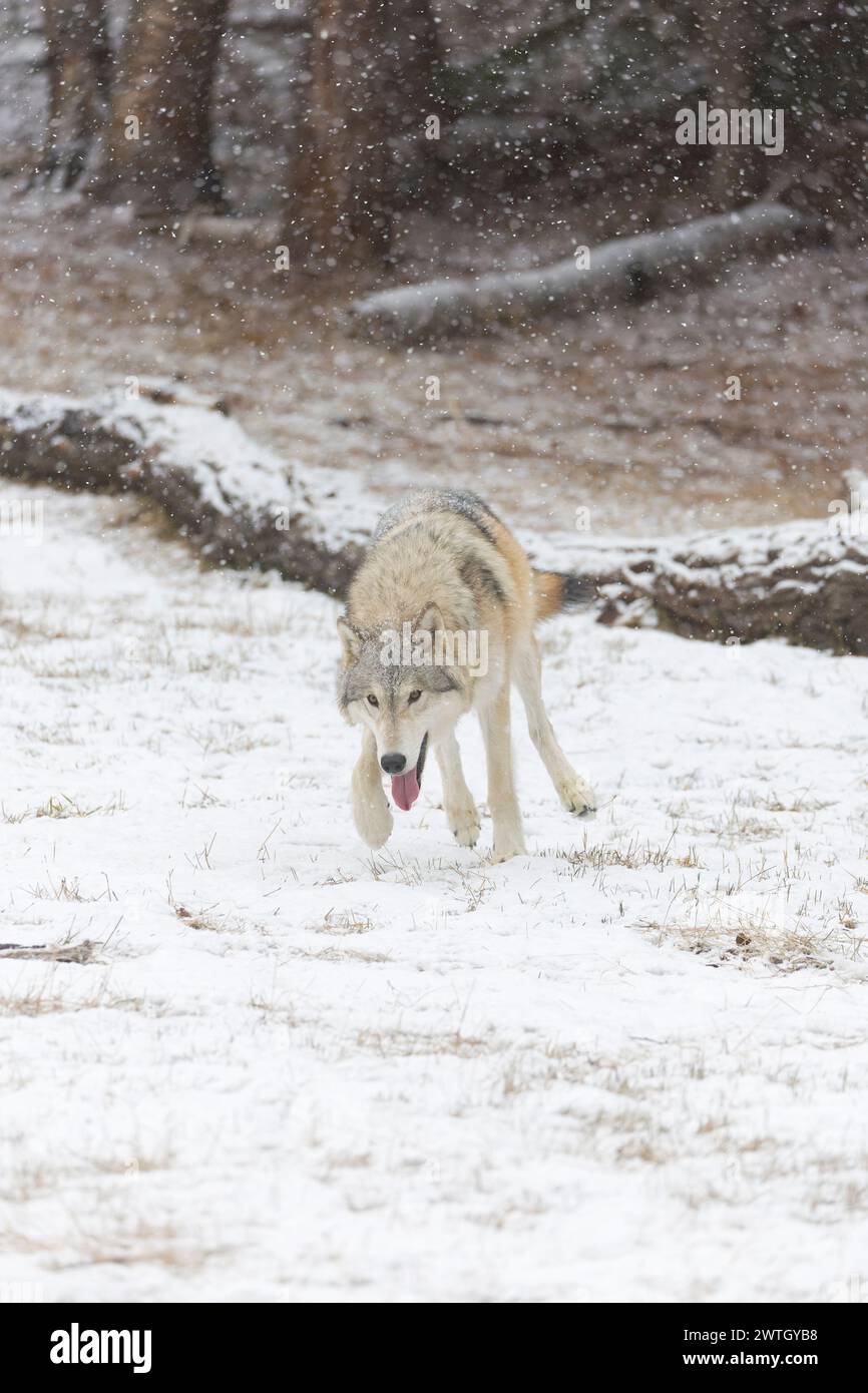 Lupo grigio Canis lupus, adulto che corre sulla neve, Montana, Stati Uniti, marzo Foto Stock