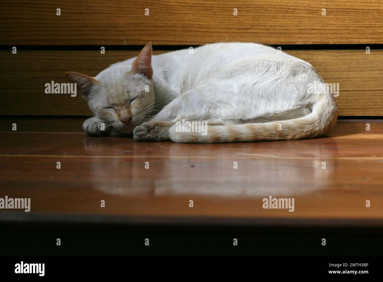 Il gatto bianco dorme sulle scale con la luce del sole Foto Stock
