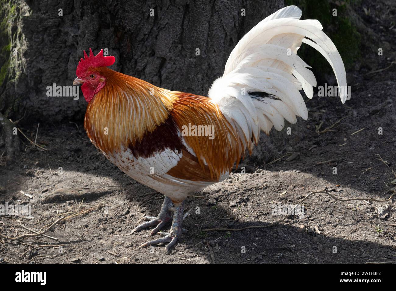 Un gallo domestico multicolore in piedi all'aperto Foto Stock