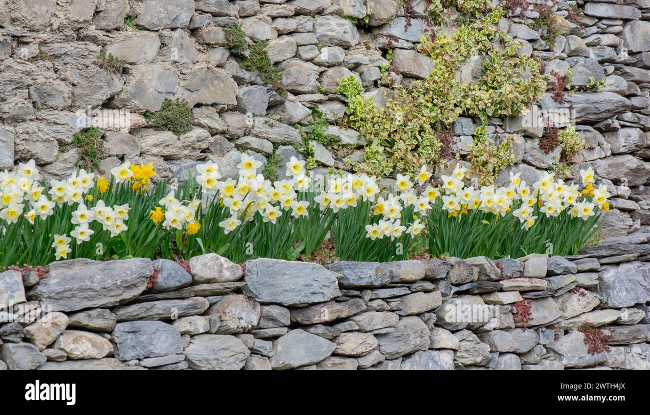 bellissimi narcisi gialli che fioriscono in un letto di fiori circondato da pareti in pietra Foto Stock