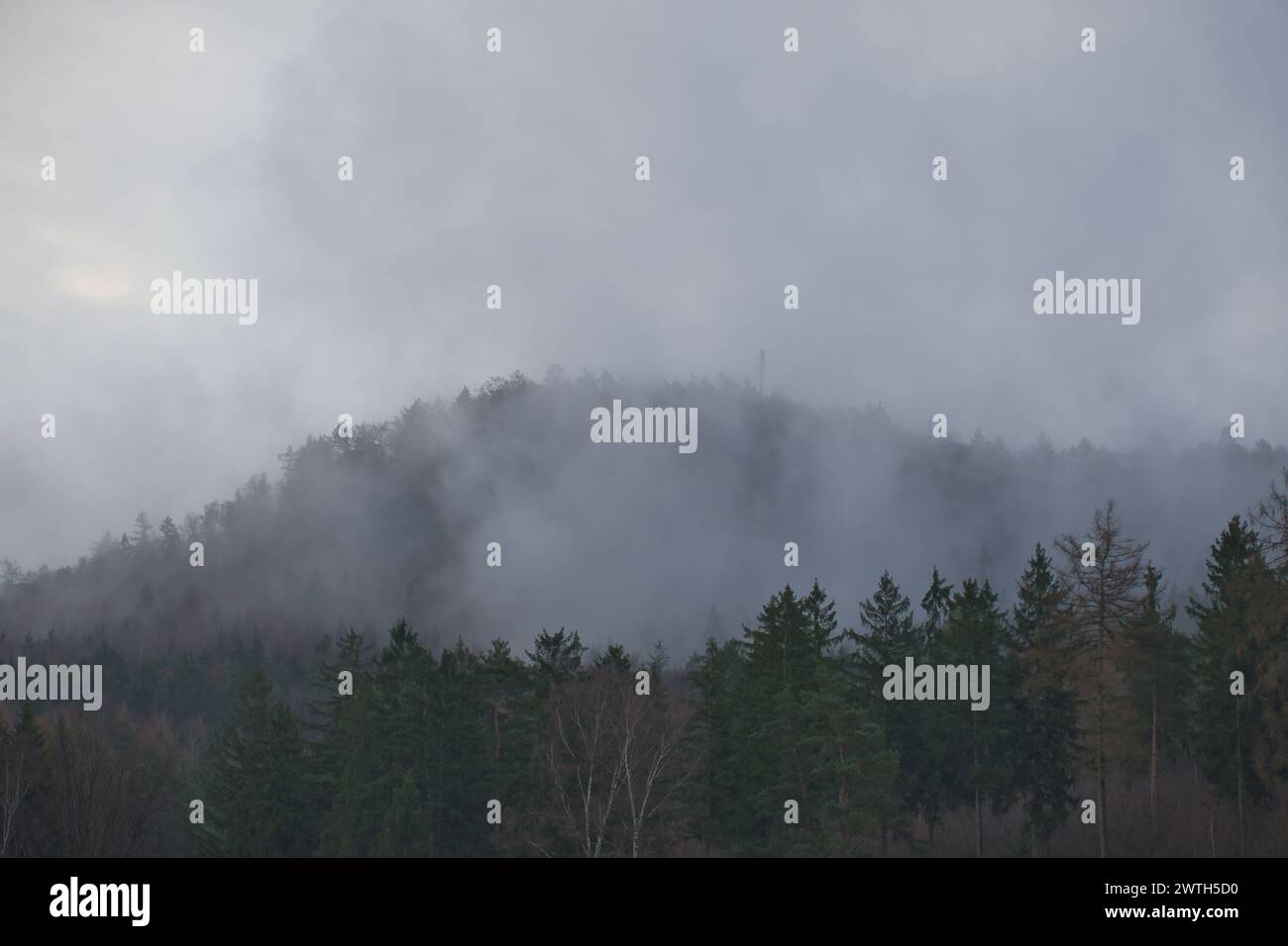 Foresta di Foggy su una montagna nelle Montagne arenarie dell'Elba. Atmosfera cupa tra abeti. Paesaggio dalla Germania Foto Stock