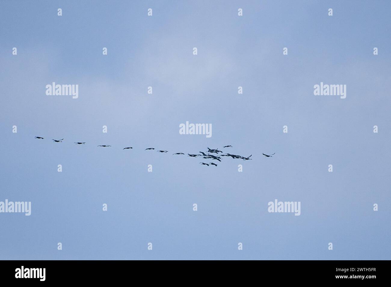 Le gru volano in formazione V nel cielo. Uccelli migratori sul Darss. Foto di uccelli Foto Stock