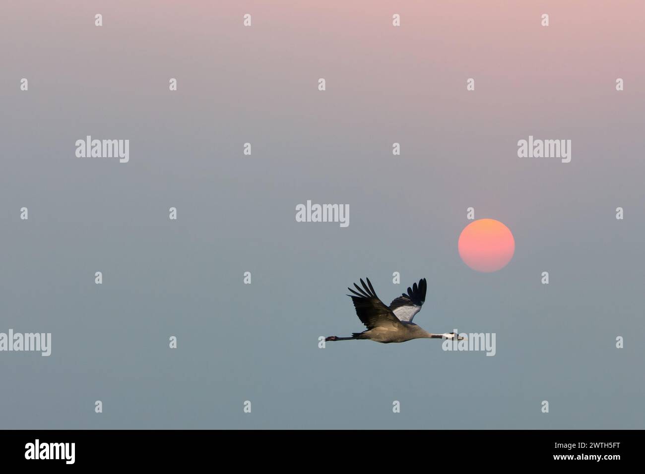 Le gru volano nel cielo di fronte alla luna. Uccelli migratori sul Darss. Foto di fauna selvatica dalla natura in Germania Foto Stock