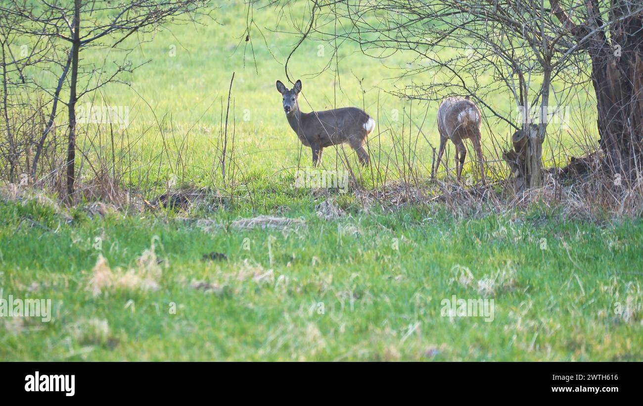 Cervi in un prato, attenti e nutriti. Nascosto tra i cespugli. Foto di animali dalla natura Foto Stock