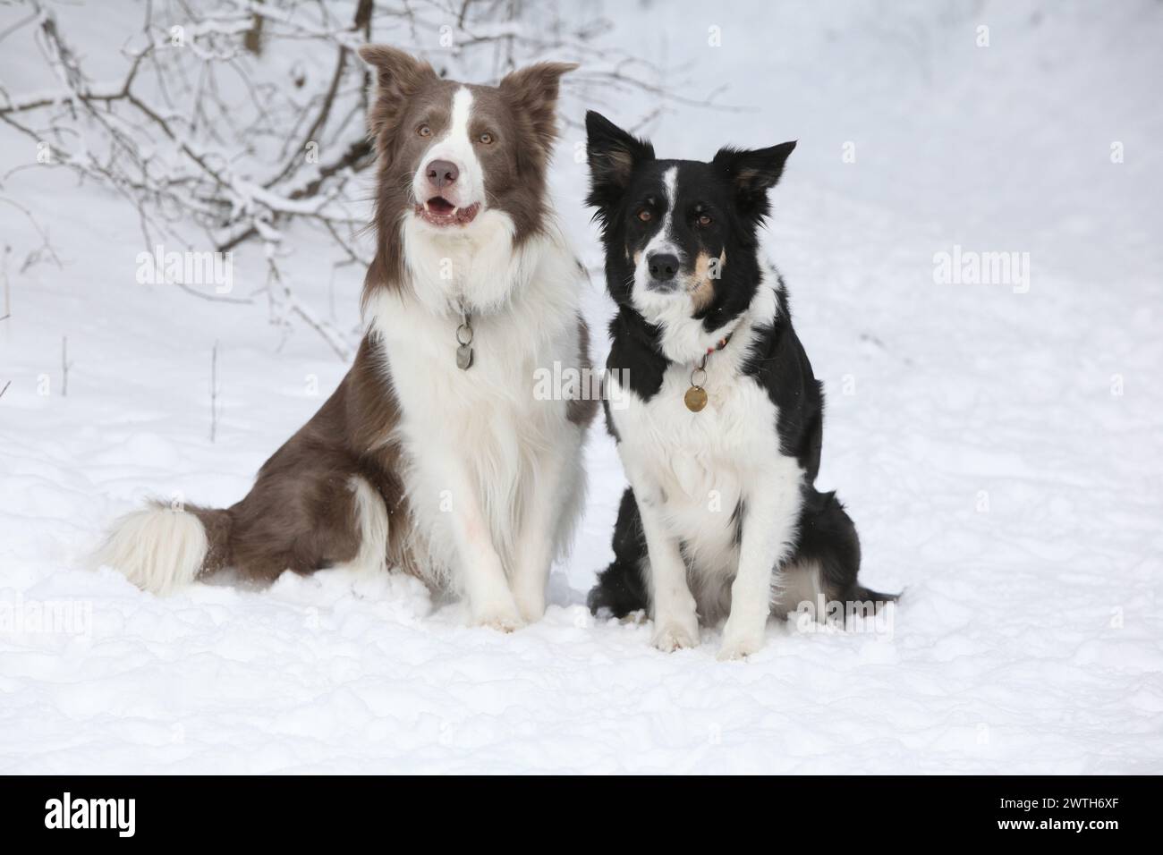 Due collettori di confine seduti sulla neve Foto Stock