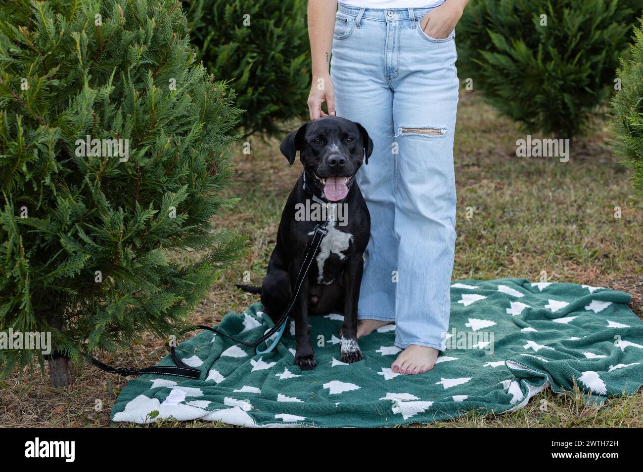 Cane di soccorso nero su coperta verde con ragazza (33) in jeans blu Foto Stock