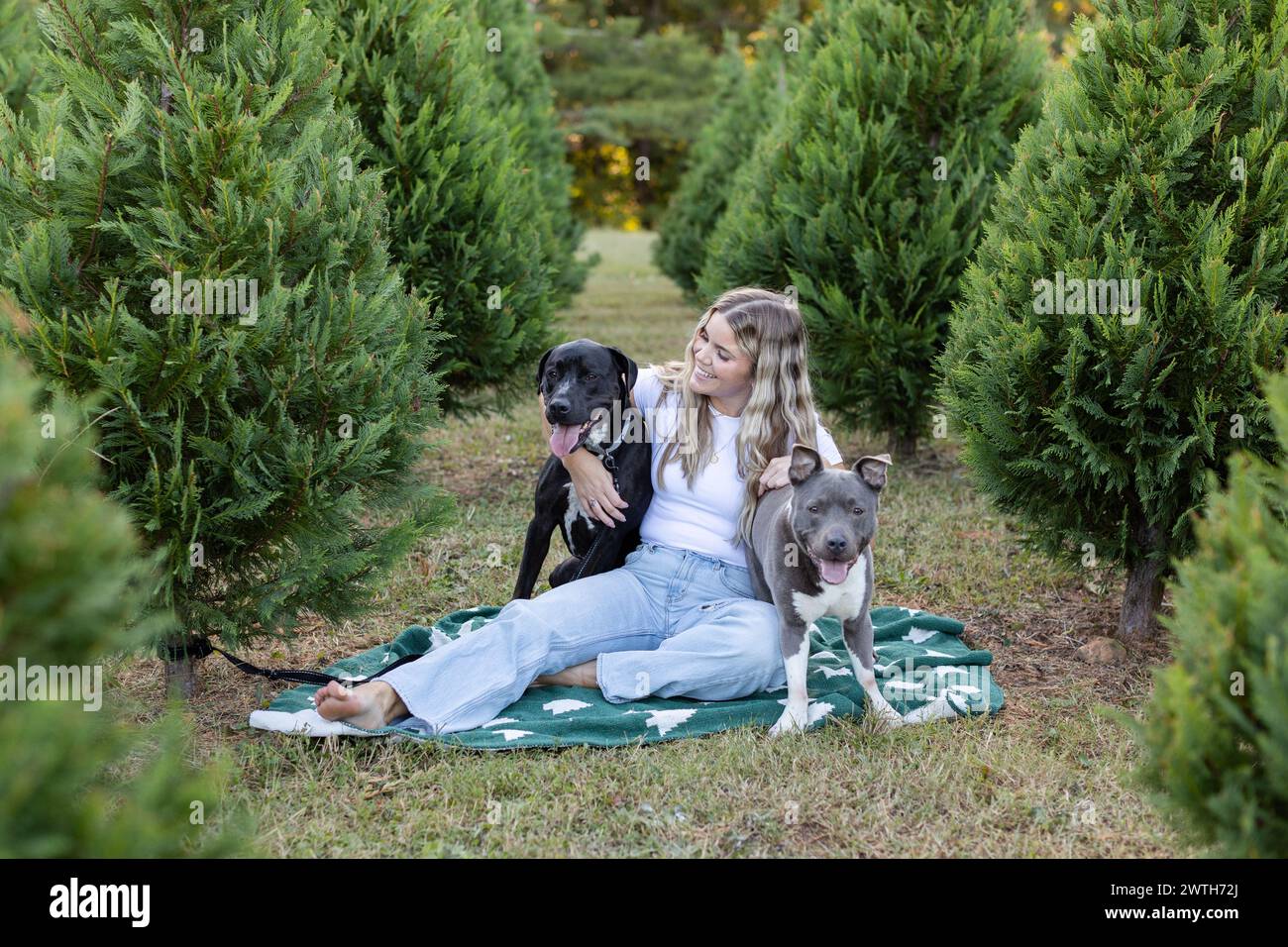 La ragazza bionda (33) abbraccia i cani sulla coperta verde nella fattoria degli alberi festivi Foto Stock