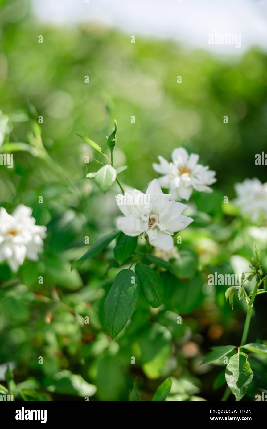 fiori bianchi cespuglio di rose con foglie verdi nelle giornate di sole Foto Stock