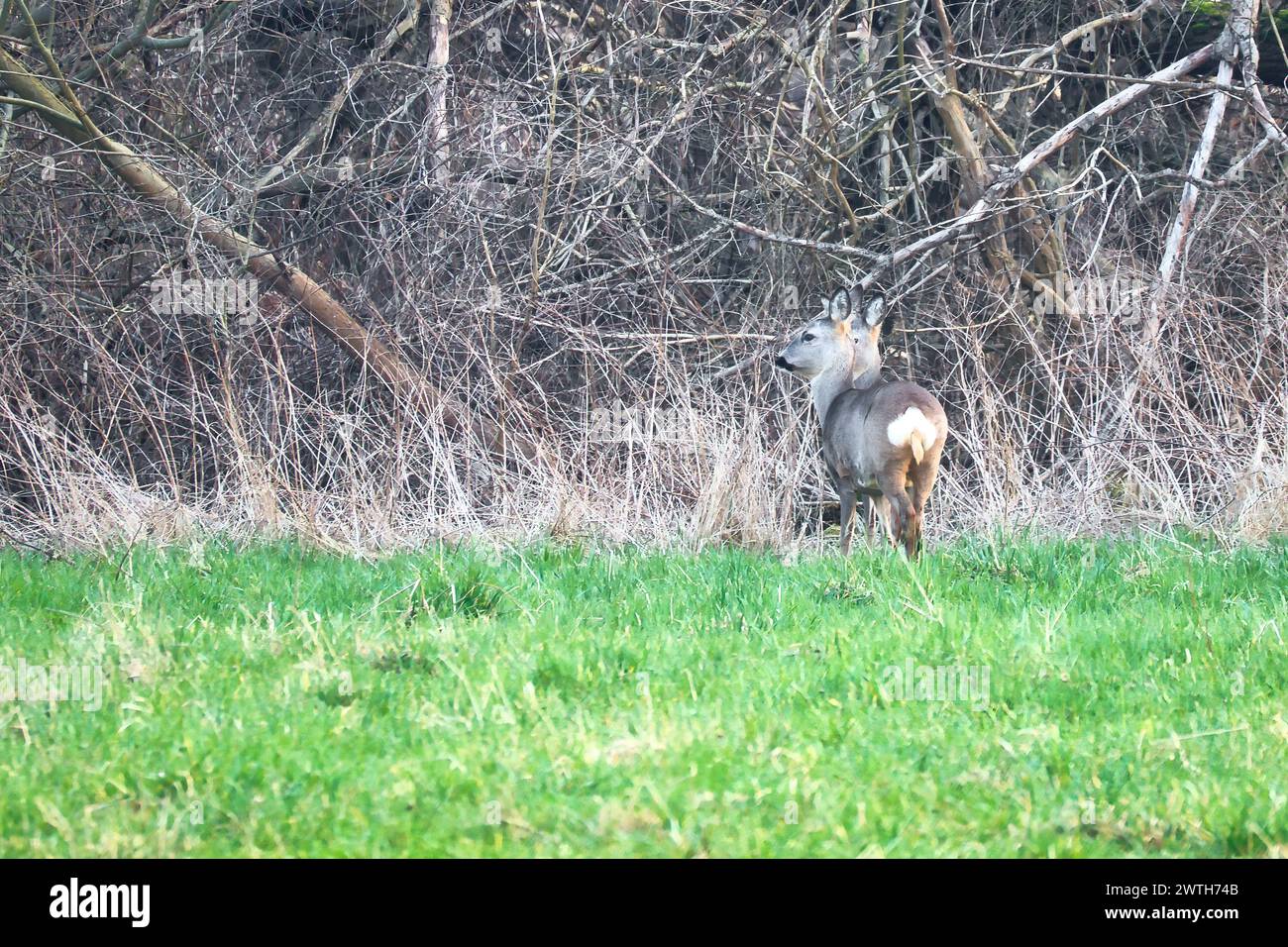 Cervi su un prato, attenti e nutriti. Nascosto tra i cespugli. Foto di animali dalla natura Foto Stock