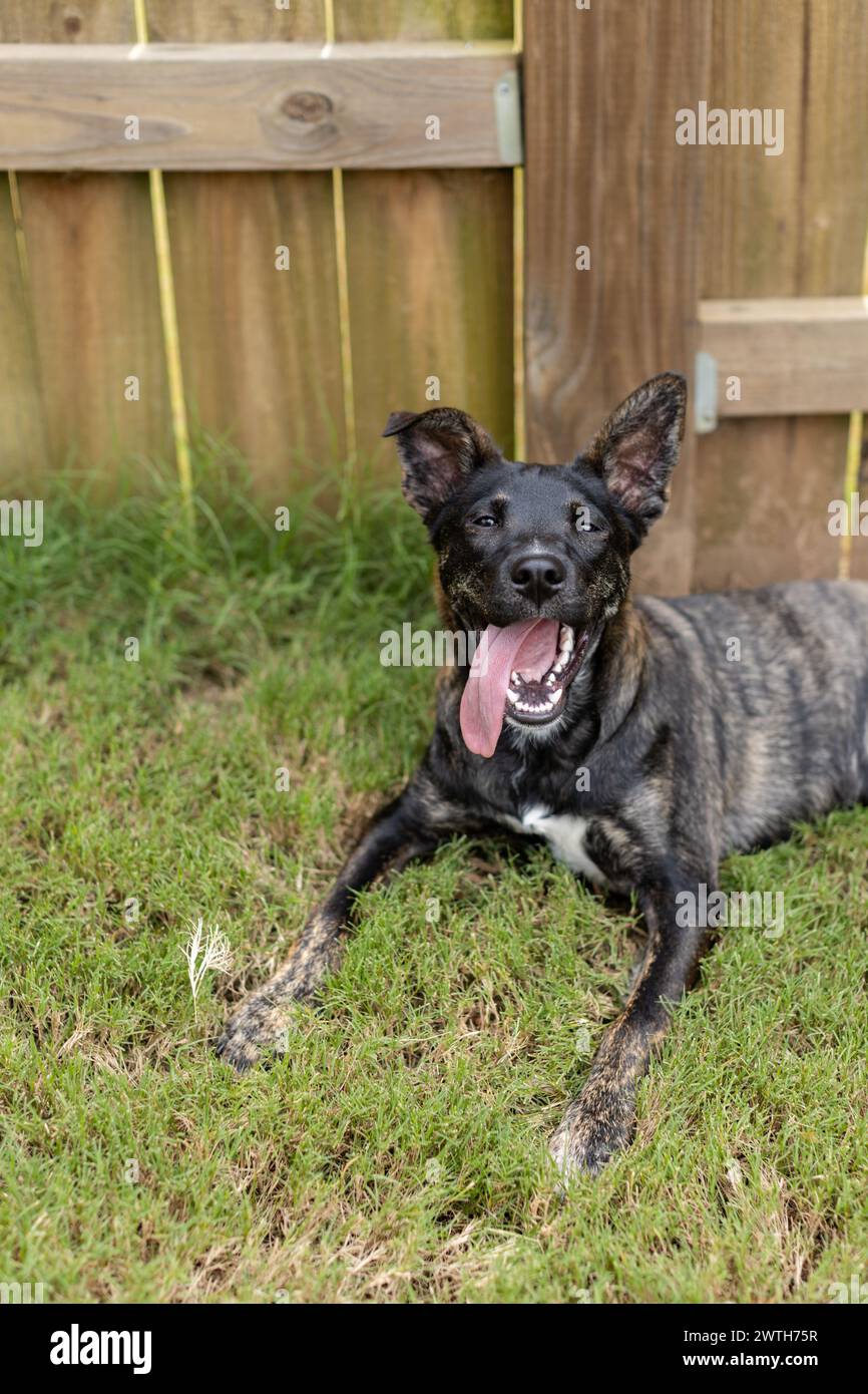 Allegro cane brindle con la lingua fuori, che si rilassa su un'erba lussureggiante Foto Stock