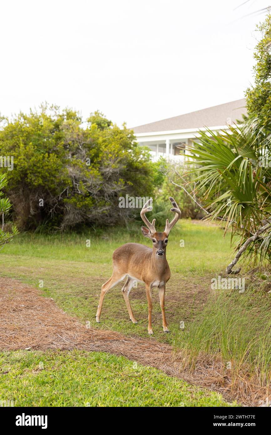 eer con palchi davanti a una casa sull'isola di Fripp Foto Stock