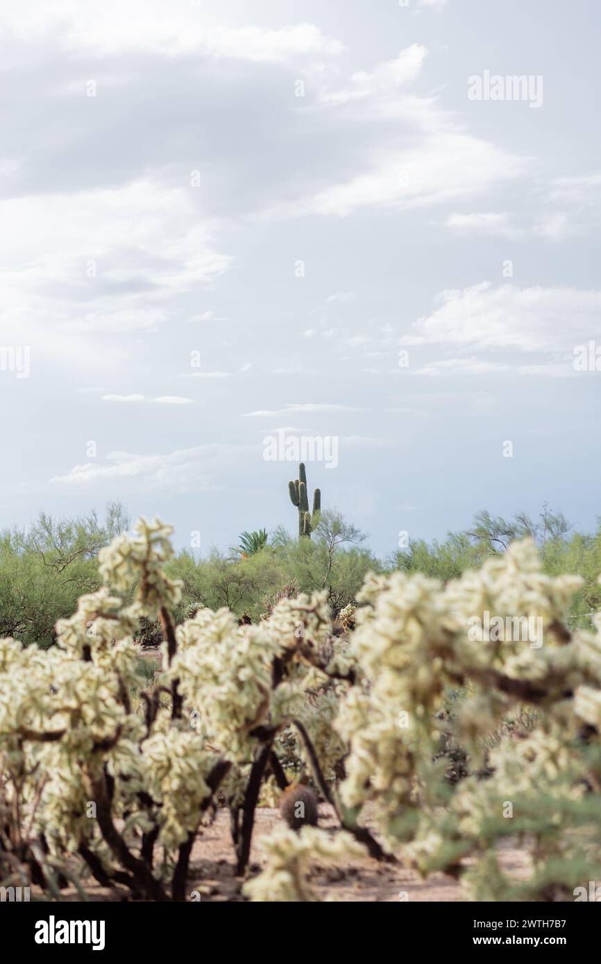 cholla del deserto con saguaro in lontananza, nuvole azzurre Foto Stock
