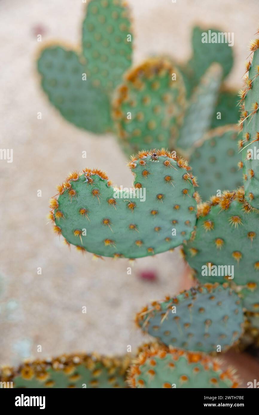 un cactus a forma di cuore a forma di cactus che emette una luce solare intensa Foto Stock