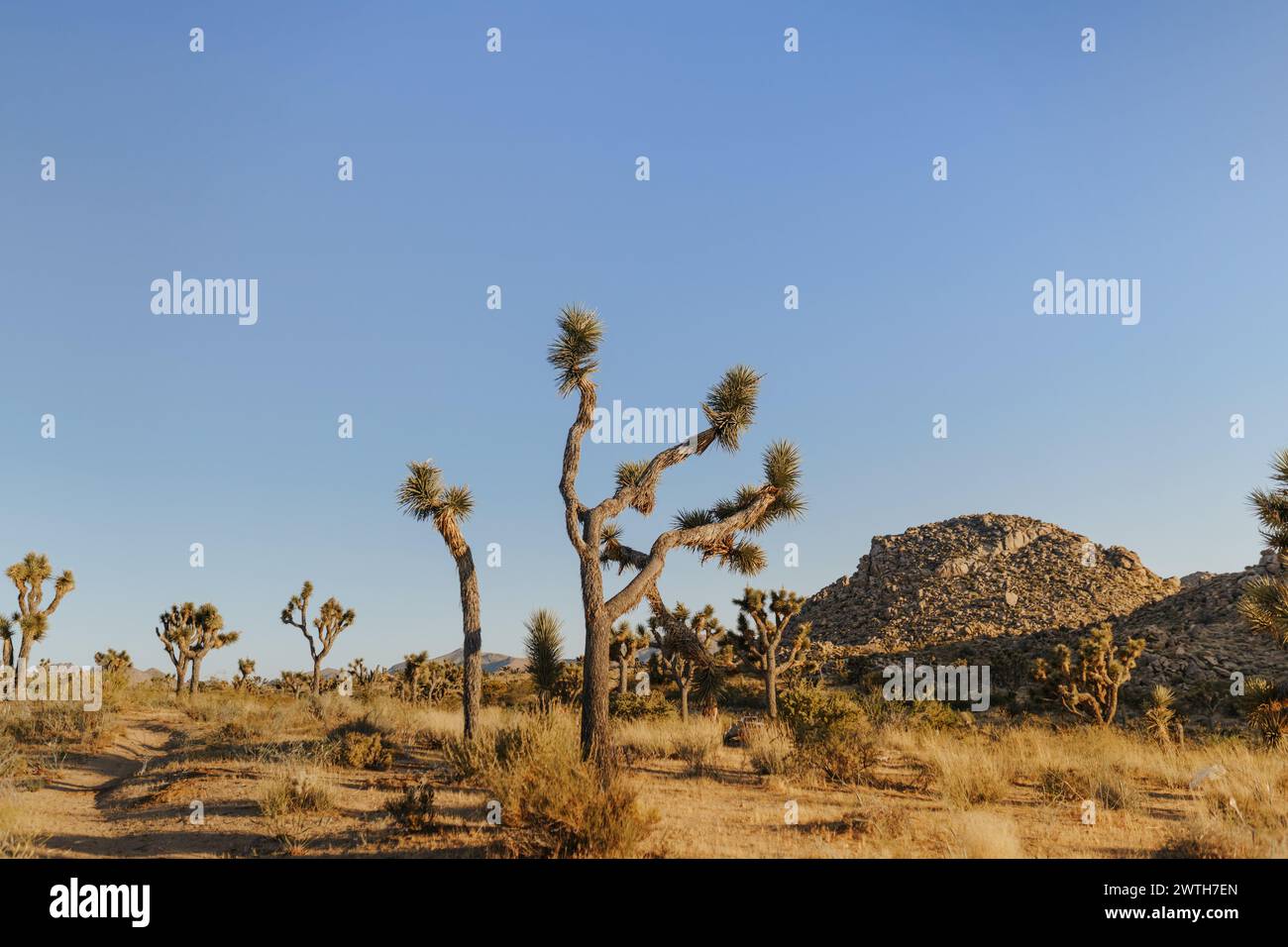 Alberi di Joshua in una giornata di sole Foto Stock