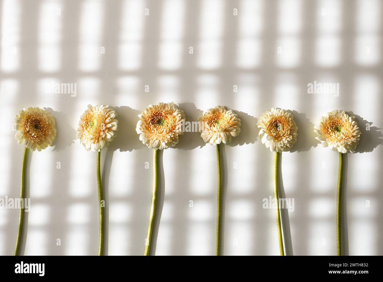 Gerbera margherite di fila che proiettano ombre morbide Foto Stock
