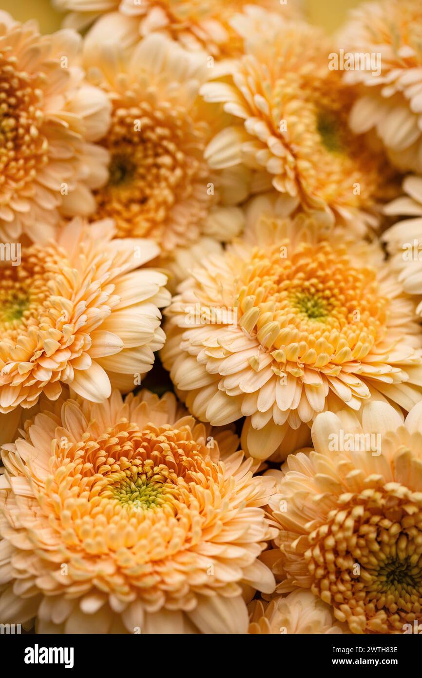 Cornice completa di densa margherite gerbera dalle tonalità calde Foto Stock