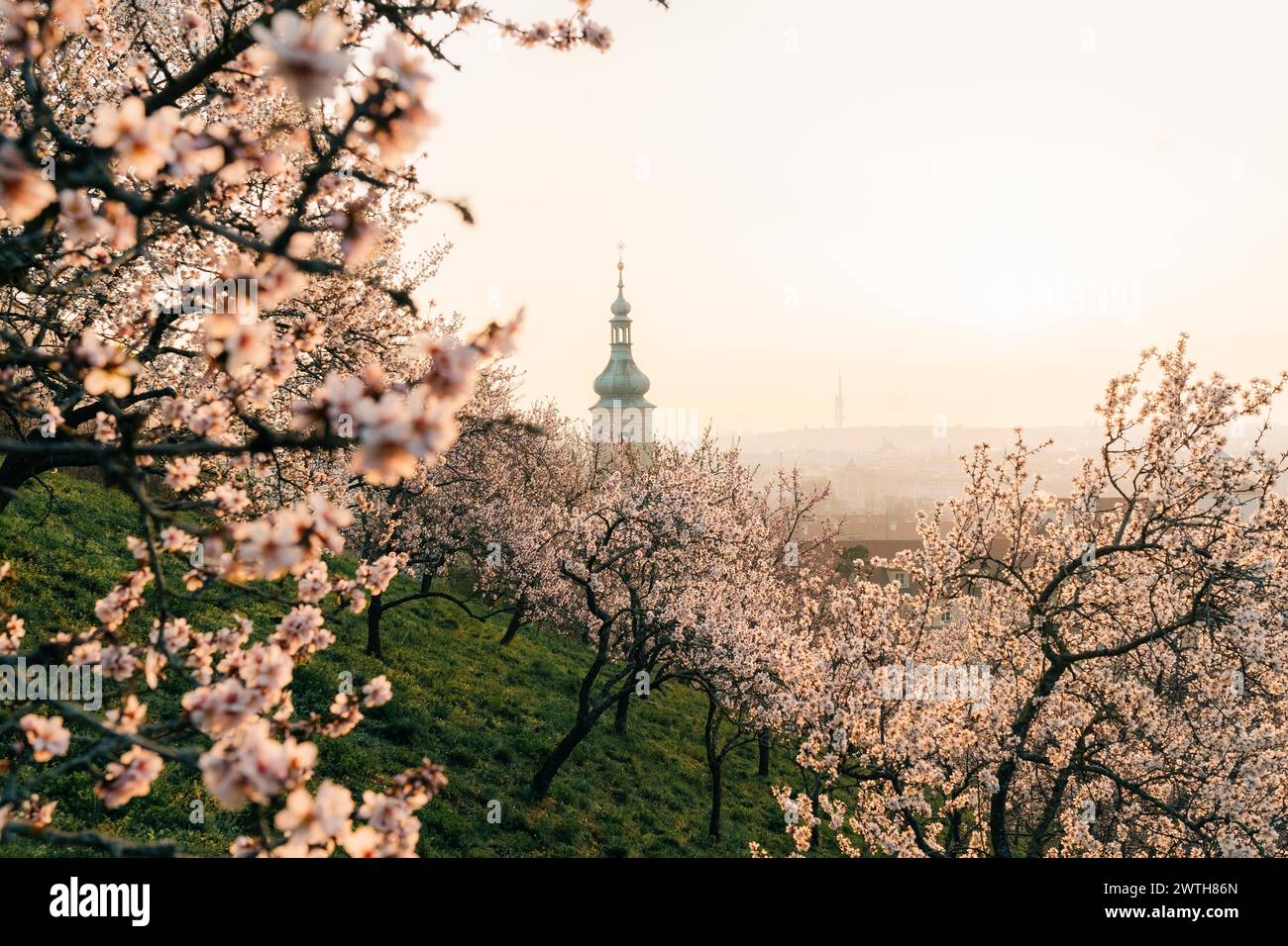 Rami rosa mandorla in fiore in una giornata di sole a Praga Foto Stock