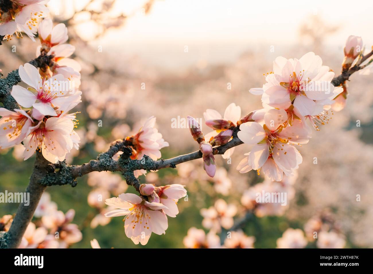 Rami di alberi rosa in fiore all'alba Foto Stock
